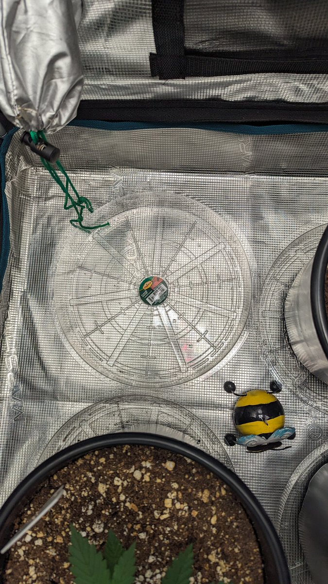IGROWmids710's tweet photo. So my tent is missing 1 thang not 2🤣 &amp; yes they are the same everything cept SIZE😁  #growyourown #HomeGrown #autos #MagicKush https://t.co/YjQx7JjjJq