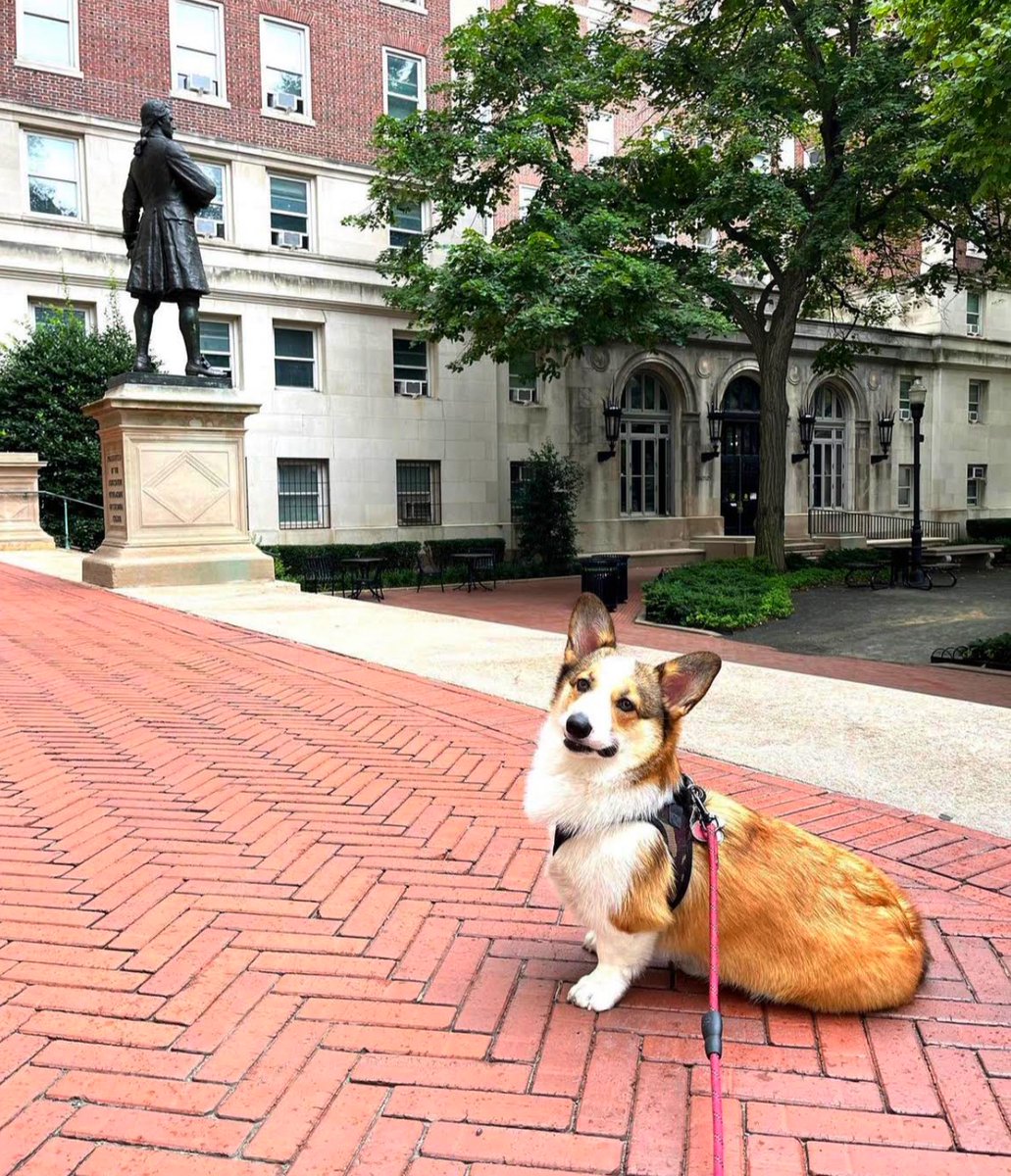 TeachersCollege's tweet photo. Hope you're having a paw-some #NationalDogDay, friends! ๐ถ ๐ #CUatTC https://t.co/TNaM9zGOLA