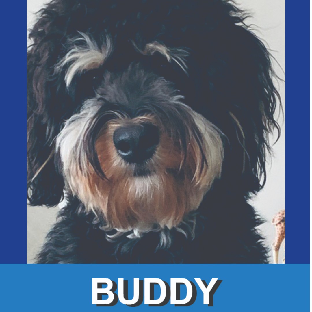 Having a buddy can make traveling more fun. #PHLAirport's Buddy will be in the terminals to greet passengers today from 10am-12pm. Stop and say hi to this Wagging Tails Brigade member. #airporttherapydogs