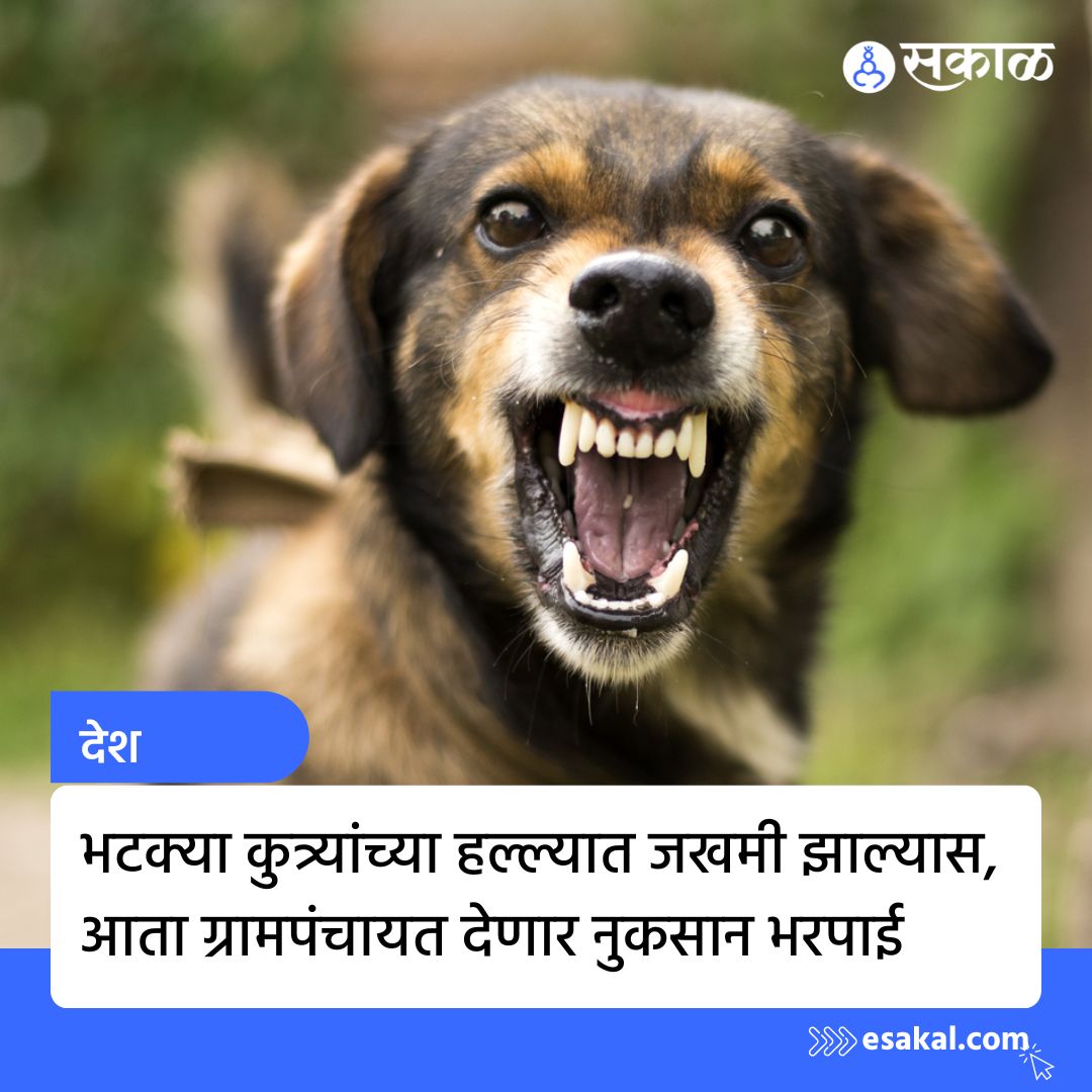 SakalMediaNews's tweet photo. ग्रामीण भागात भटक्या कुत्र्यांच्या हल्ल्यात जखमी होणाऱ्या व्यक्तीचा वैद्यकीय खर्च ग्रामपंचायतीला यापुढे करावा लागणार आहे.
सविस्तर वाचा https://t.co/dnV4jYFziG
#marathinews #latestupdate #staydog #dogs https://t.co/jzX2X11Ryf