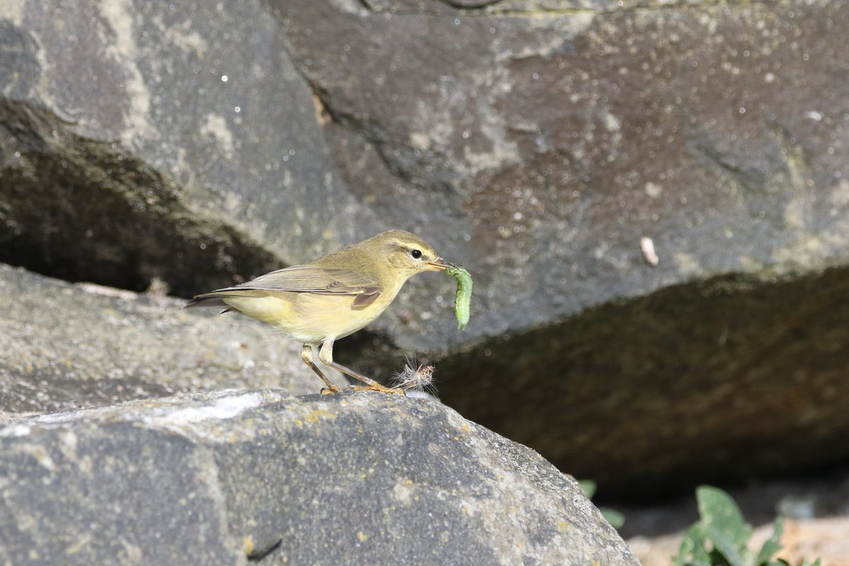 Cracking morning up Nothumb's with <a href="/Joe1969Joe/">Joe Hughes</a> @DerekSuzy <a href="/kevstead7/">kevin stead</a> WRS lifer,CSand's,L Stint's,RNG,Marsh Harrier,Barn Owl etc. This Willow Warbler caught a sizable caterpillar at Boulmer. Thank's for the invite lads excellent craic as alway's <a href="/NTBirdClub/">Northumberland & Tyneside Bird Club</a> #twitching