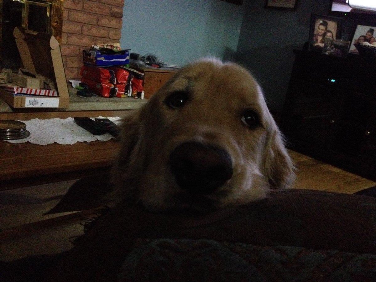 kimparkinson2's tweet photo. @sesamestreet @NationalDogDay https://t.co/zhP8vKfPsD