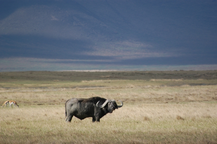 OUTDChannel's tweet photo. Chris Dorsey and Steve Hicks hunt Cape buffalo in Tanzania in this adrenaline-filled safari adventure.
Sporting Classics TV with Chris Dorsey / ALL NEW SUNDAY AT 10:30 AM ET.
#FindYourAdventure #hunting #hunt #capebuffalo #buffalohunting #africa #Tanzania https://t.co/R8oVw6e5Vf