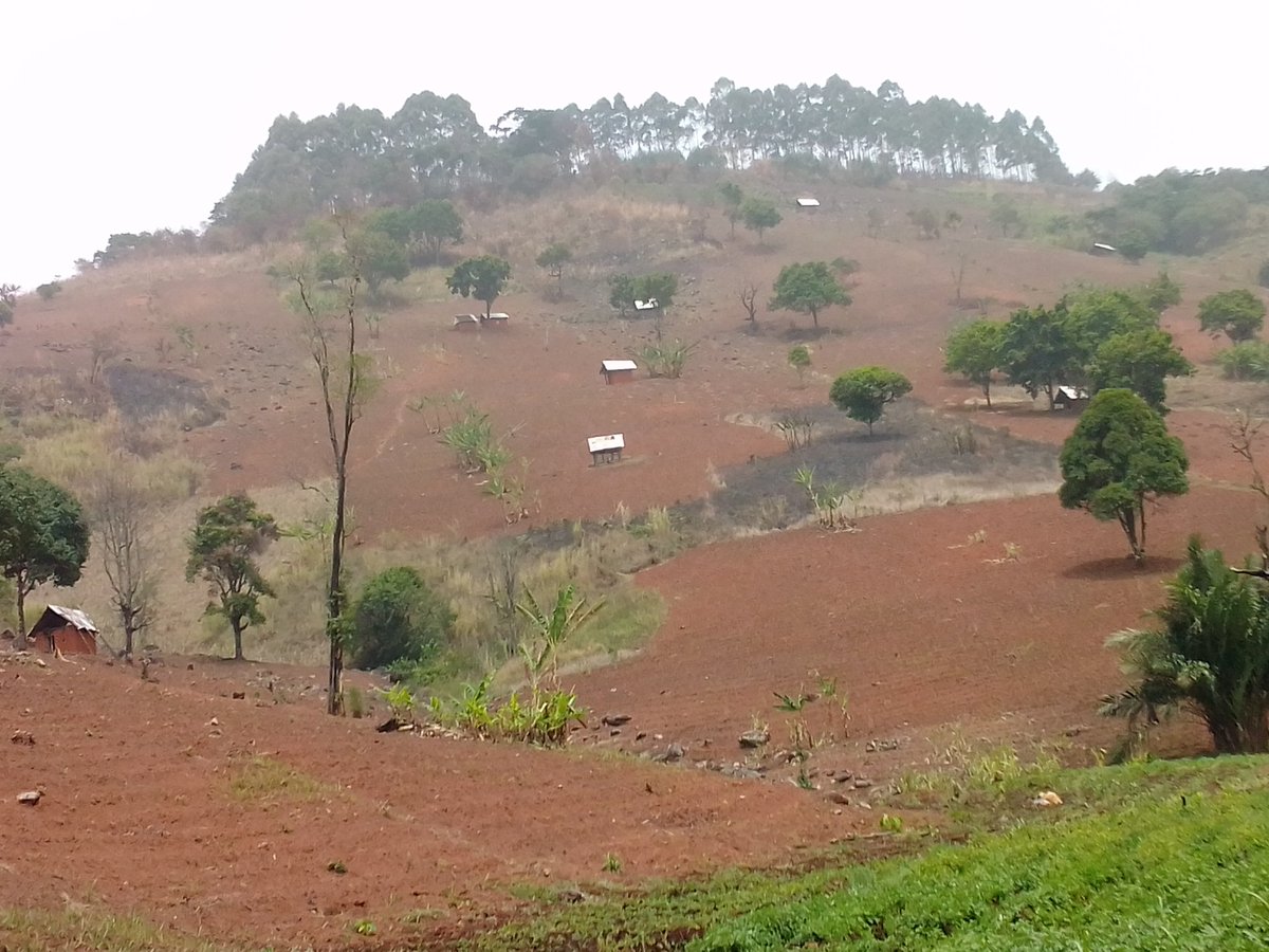rainwatersystem's tweet photo. @AbiluTangwa The river Medreve that once flowed gracefully with the help of @FAO #FAORwanda @FAOfish @FAOclimate by planting trees on bothside of river banks with native species of plant that flourished earlier with the help of native people. #BuluRica #RICA_Rwanda #FAO #FAORwanda #FAOclimate https://t.co/4zCLopeAxD