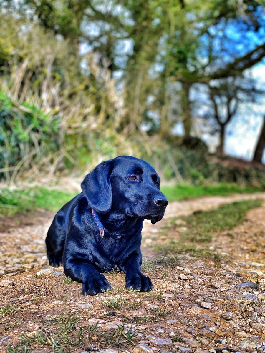 UKDefenceBeLux's tweet photo. Itโs #internationaldogday so hereโs my favourite four pawed friend Skye. Sheโs been by my side for for years and even helps at commemorations!#BestFriend #springador ๐พ https://t.co/0GtbWK7gxn