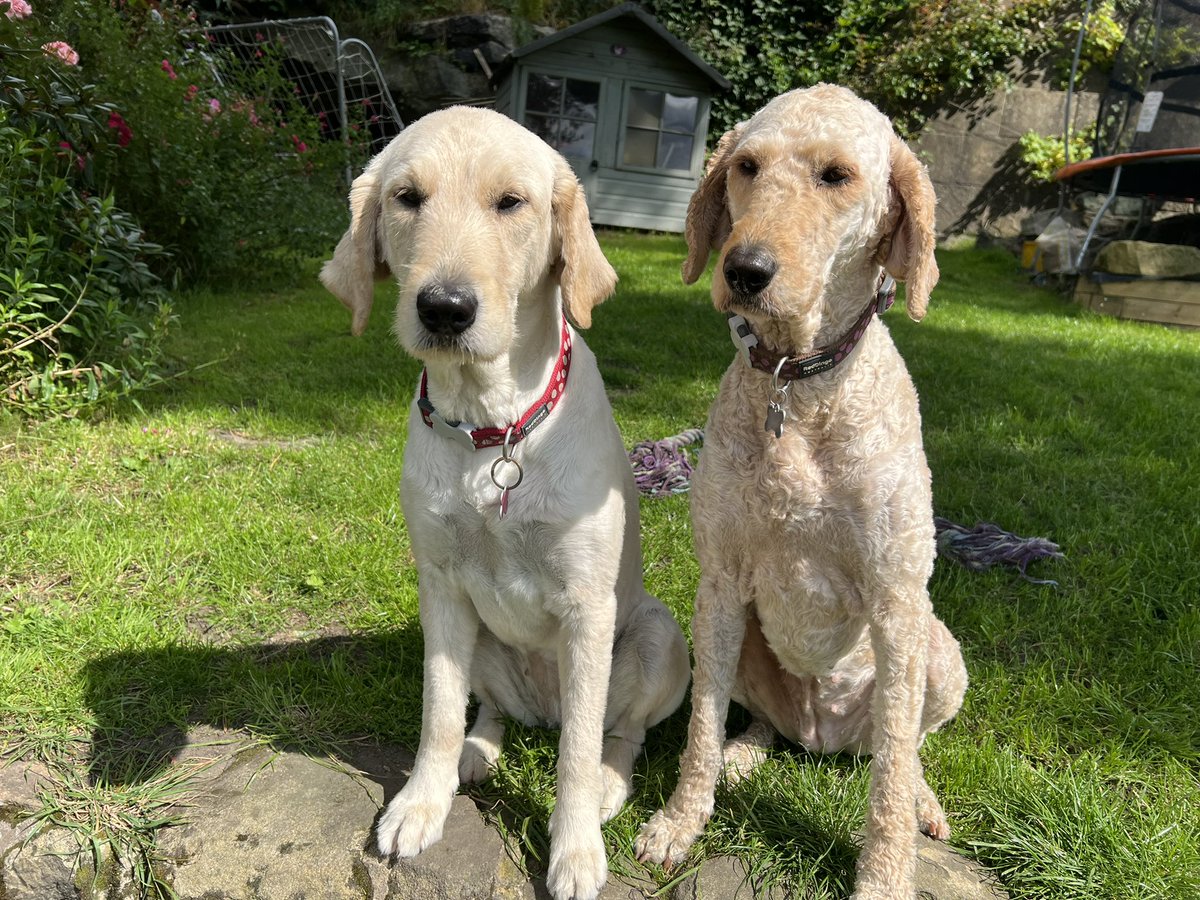 5KarmaSeventy's tweet photo. Floofs https://t.co/jWnjT3laXi