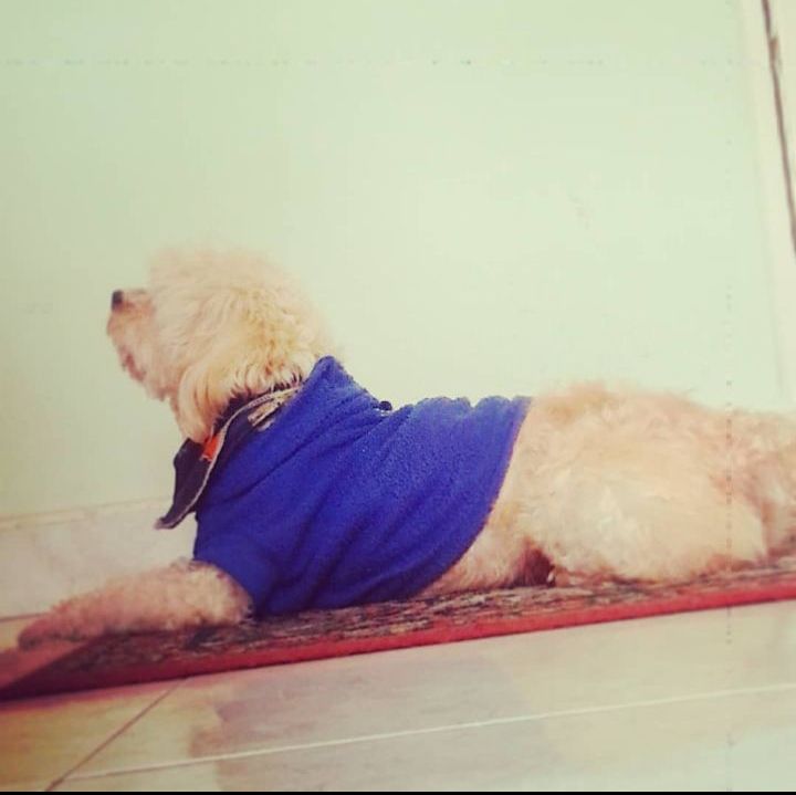 <a href="/EverythingOOC/">Everything Out Of Context</a> Happy dog day buddy

I still miss you