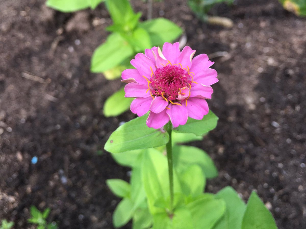 Groeneschoenen's tweet photo. Het is prachtig in de buurtmoestuin: de dahlia’s en Zinnia’s bloeien en de rups van de Koninginnepage heeft het ook erg naar zijn zin. #buurtmoestuin https://t.co/9mQU6qDYJu