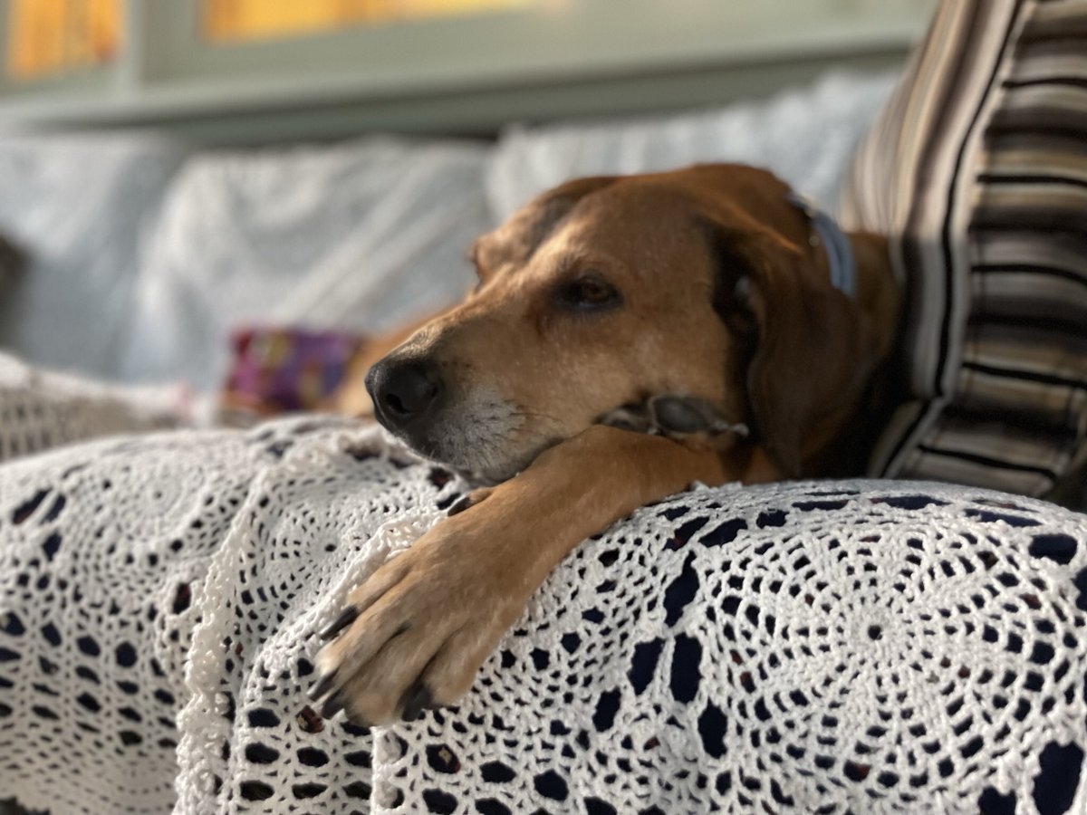 Tongo5000's tweet image. Happy #NationalDogDay @NationalDogDay #Magnuson #Maggie