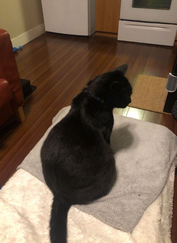 cuteanimals86's tweet photo. Why does my cat have such a big booty? https://t.co/fcWi3dwA2q