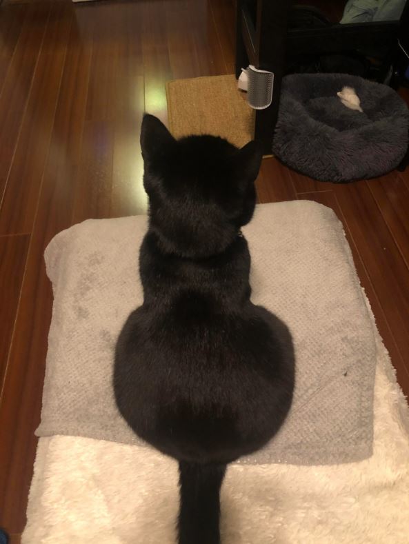 cuteanimals86's tweet photo. Why does my cat have such a big booty? https://t.co/fcWi3dwA2q