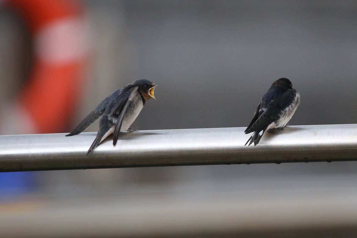 Spent an enjoyable hour watching this family of Swallow's yesterday at Seaham Marina before the heaven's opened <a href="/DurhamBirdClub/">Durham Bird Club</a> <a href="/Natures_Voice/">RSPB</a> #birding #birdphotography #TwitterNaturePhotography