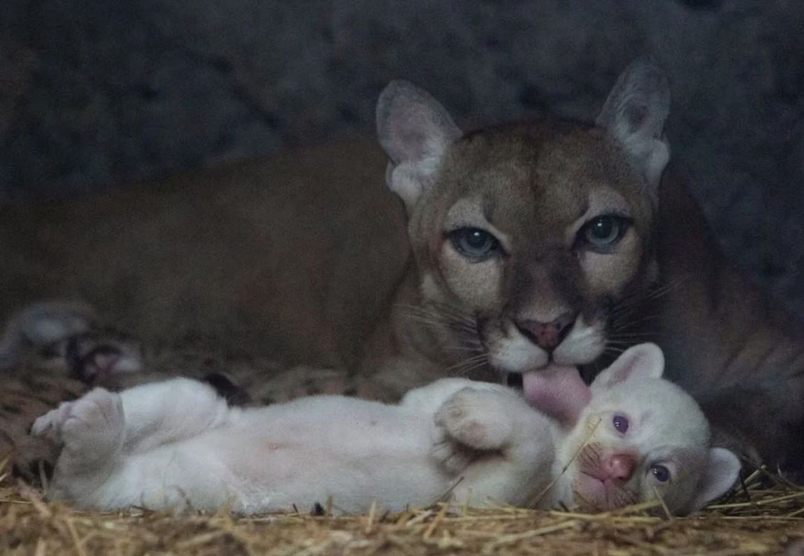 cuteanimals86's tweet photo. An ultra-rare white cougar was born in Nicaragua. There are only 4 such albinos in the world. https://t.co/jyCaNH1lMv