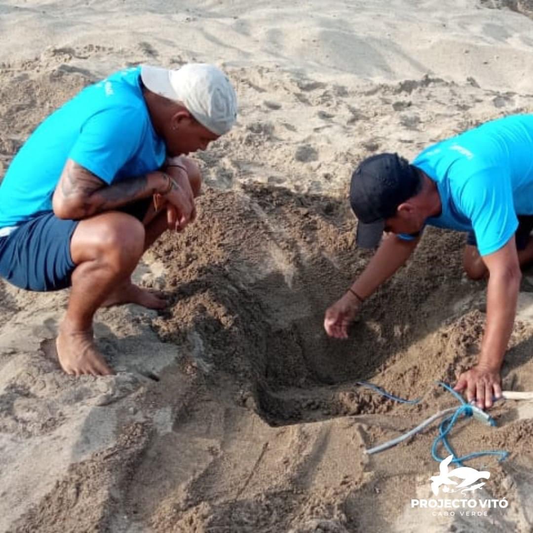 projecto_vito's tweet photo. We have already opened the 1st study nest in the Rombo Islets Integral Nature Reserve - Cima islet and we had a 50% success rate! 🥳🤩🥳🤩🥳🤩🥳🤩🥳🤩

#seaturtles #biodiversity #conservation #protection #integralnaturalreserve #cimaislet #romboislet #nests #nesting #layingeggs https://t.co/qqegWXJ0bw