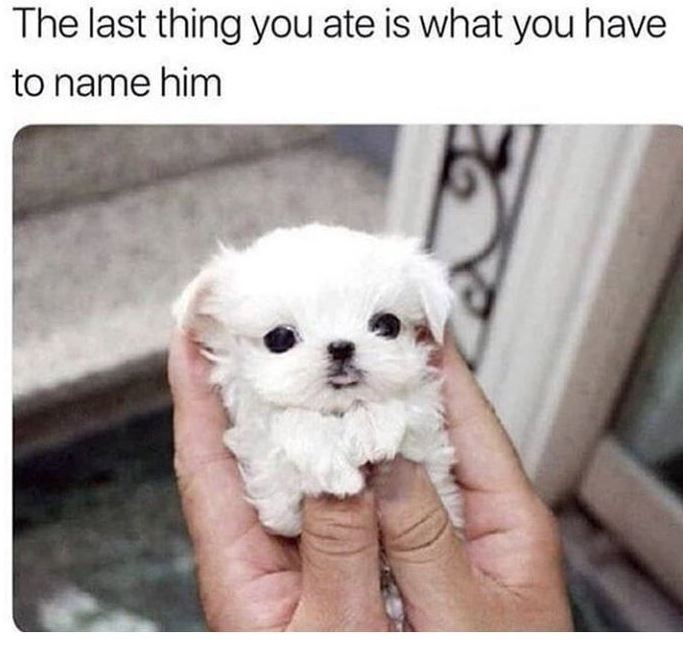 cuteanimals86's tweet photo. Little cupcake🫶🫶🫶
#dog #cute #awww #cuteanimal #cutedog #adorable https://t.co/T8JygQkkHK