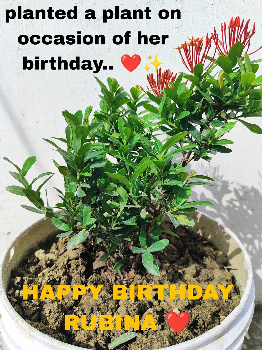 On the occasion of @RubiDilaik 's birthday, i took part in the 'GreenIndiaChallenge' by planting a flower plant 🌱
Also she love's nature... so according to me it's the best way to celebrate her bday ❤

HAPPY BIRTHDAY RUBINA