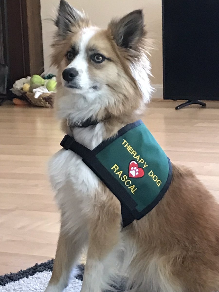 debra_mooney's tweet image. Happy @NationalDogDay 🐕 
Rascal and I will be celebrating @XavierU visiting the student leaders of the #cfj on Envision retreat.   
We’ll be there during the ice cream break! #curaPropria

xavier.edu/jesuitresource…