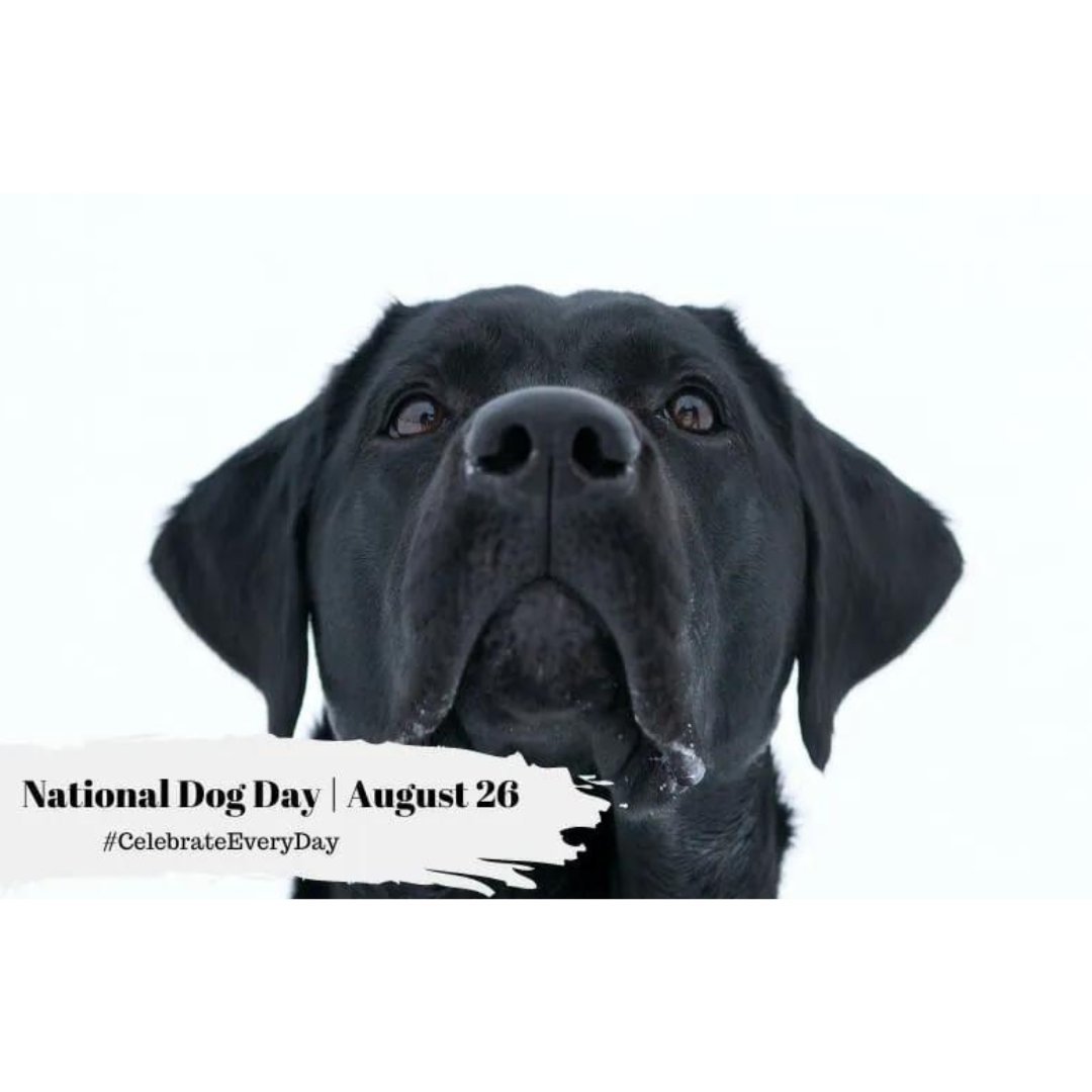 Did you know today was National Dog Day? At Park Triangle, pets are family, and we love to welcome them, offering no breed/weight restrictions. Coming soon is our new rooftop dog run.

#Apartments #LuxuryApartments #StudioApartments #1BedroomApartments #PetFriendlyApartments...
