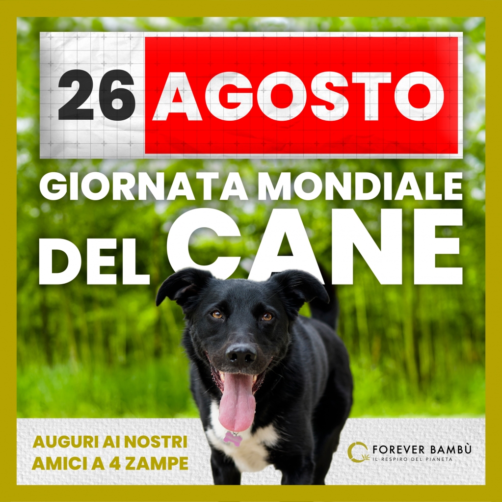 26 Agosto la Giornata dedicata ai nostri amici a quattro zampe, sempre al nostro fianco. Questa stupenda foto scattata nel nostro Bambuseto di Trezzo è la prova che nei loro occhi c'è sempre soloAmore🐶🐾

#foreverbambù #foreverzeroco2 #bambúgigante #supportplanet…