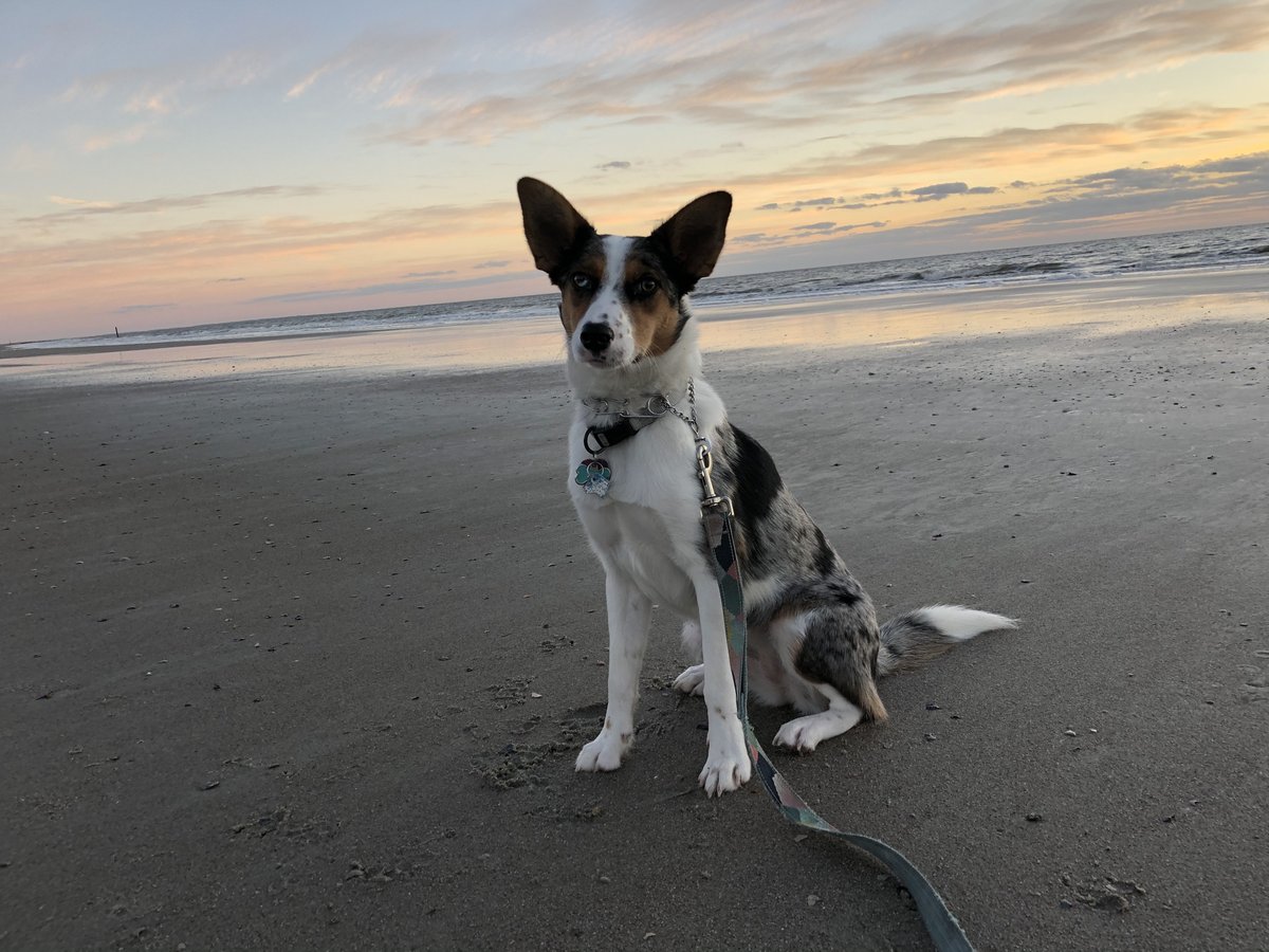 FrippIslandRsrt's tweet image. Celebrating endless joy and loyalty on #nationaldogday! Our furry friends make every day brighter. Share a pic of your beloved pup and spread the love! 

#frippinit #frippislandresort #dogs #frippisland