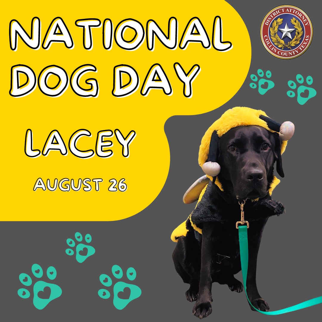 collincountyda's tweet photo. Lacey is always a “busy bee” assisting victims throughout the year. Today we wish her a Happy National Dog Day!
#NationallDogDay #CanineCompanions #CollinCountyDA #CollinCounty https://t.co/eMJGw2ZuhM