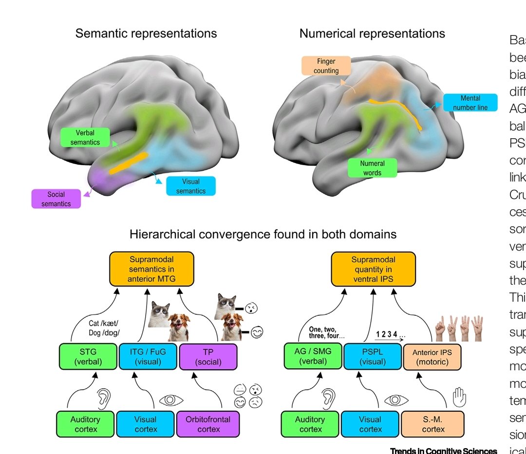 JRBneuropsiq's tweet photo. The topography & hierarchy of semantic/numeric processing. Despite their dissociable neural substrates, semantic meaning & numerical quantity emerge from similar cortical motifs, reflecting hierarchical integration from unimodal to supramodal
File under:
#BrainRepresentation https://t.co/eUYXyZXYp9