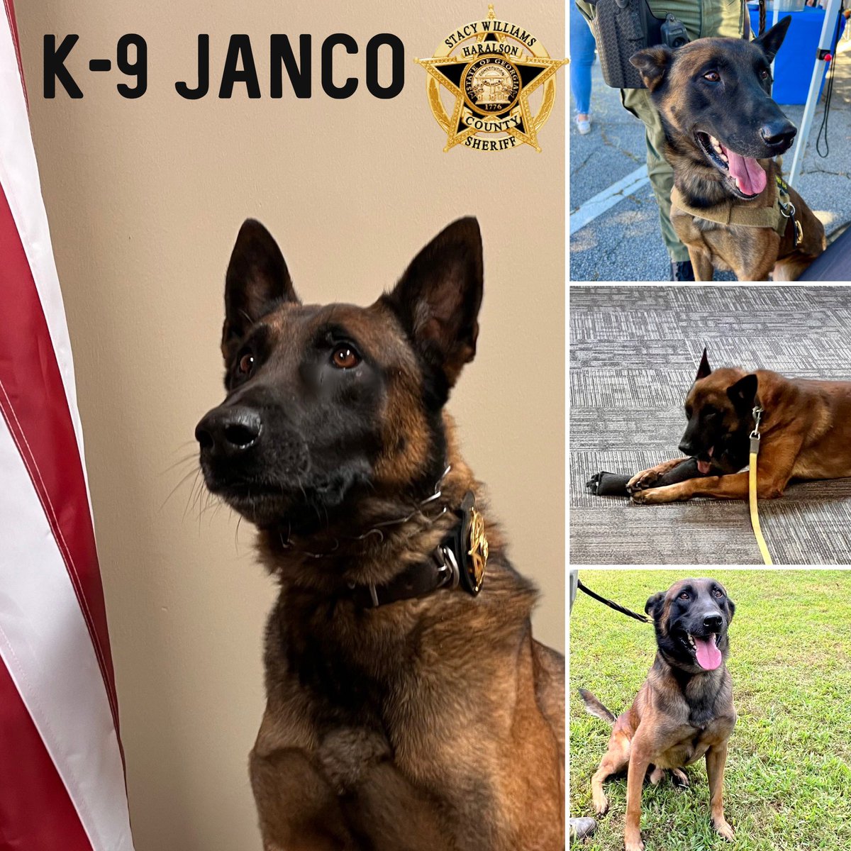 Wishing a Happy National Dog Day to our very own K-9 Janco! We at the @HaralsonSheriff may be a little biased, but we think he’s tops!! 

#K9Janco 
#NationalDogDay 
#GoodBoy
#WorkingDog 
#CrimeFighter 
#ThatFace 
#MalinoisK9 
#Handsome 
#K9Unit 
#HCSO