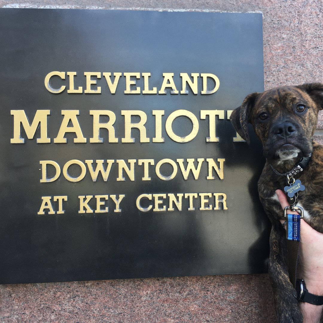 🐾 Happy National Dog Day! 🎉🐶 Bring your furry friend to our dog-friendly hotel and celebrate the unconditional love they bring to our lives. Let them enjoy the comforts and special amenities we have in store. Pawsome memories await! 🐾❤️ #NationalDogDay #DogFriendlyHotel