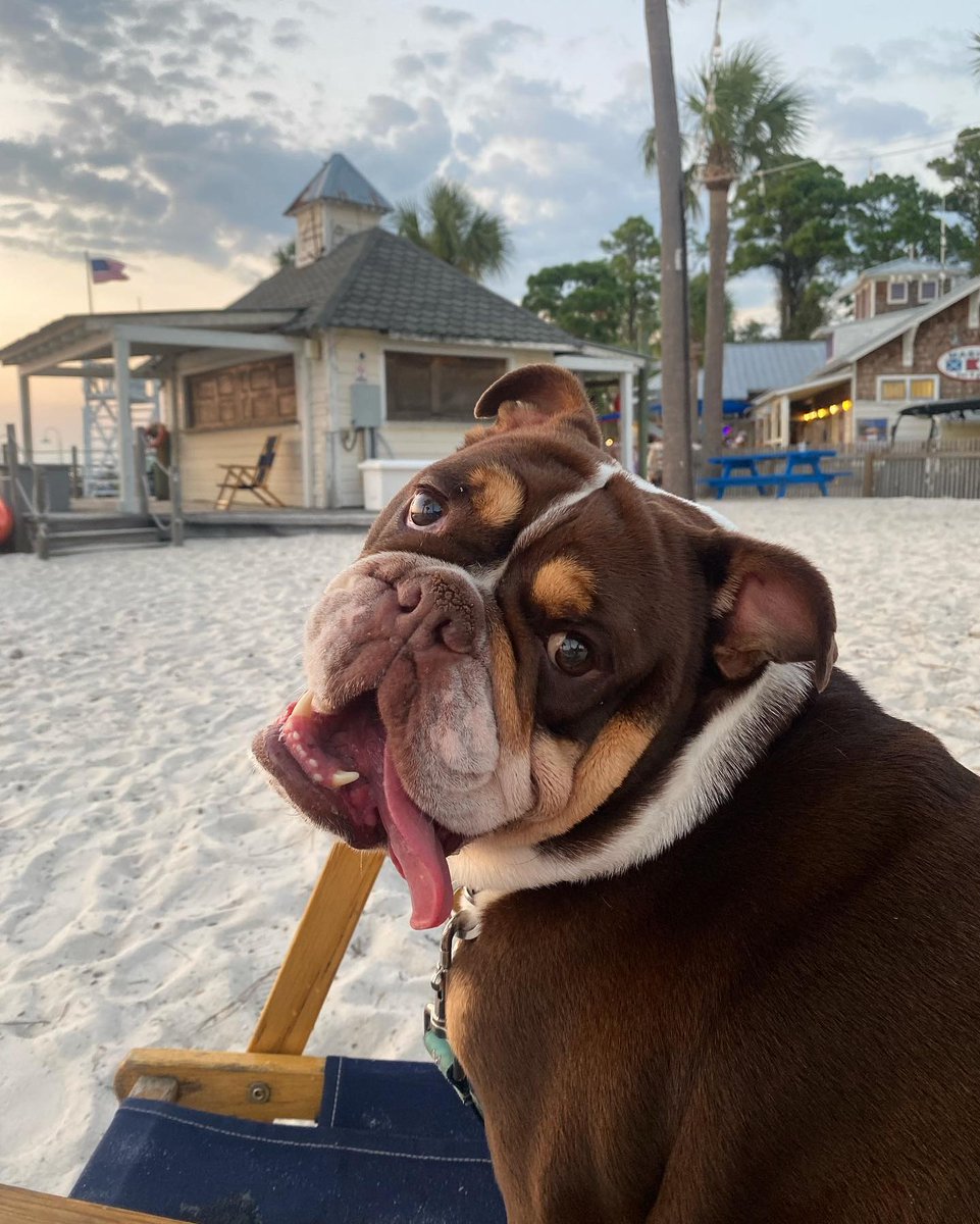 It's PAWTY TIME! Grab your pups and meet us at The Baytowne Marina tonight! 🐾🥳 #Sandestin50 #NationalDogDay