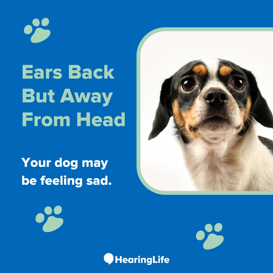 #DidYouKnow dog’s ears not only have incredible hearing capabilities but also provide one of the best indicators of their emotions?
Are there any unique ways your dog communicates with you? Comment below!
Source: ow.ly/TWnV50PsMuY