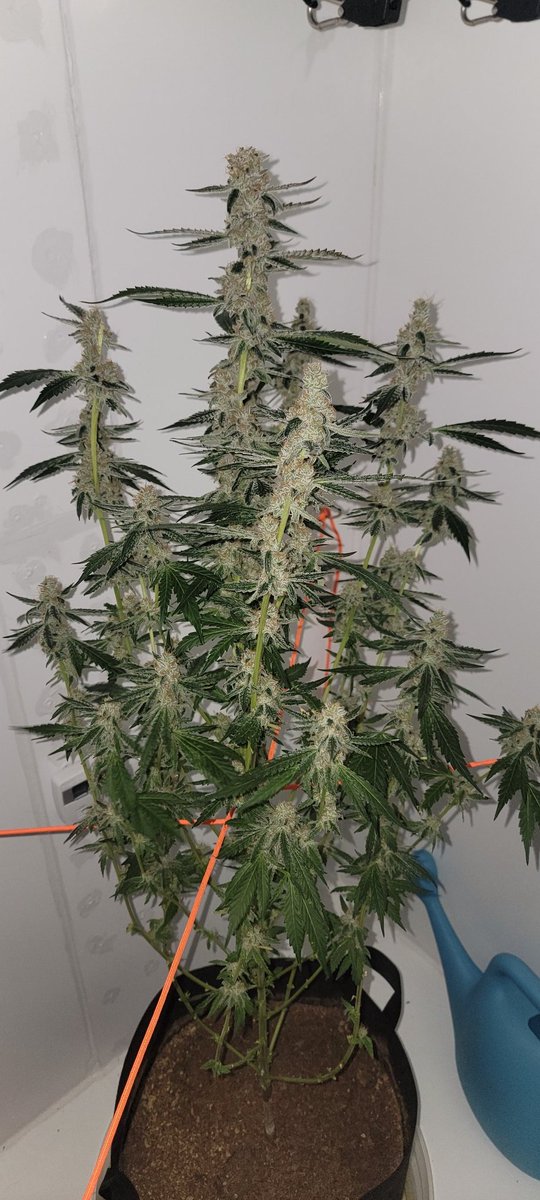 vapekid883's tweet photo. As my first grow comes to an end. 24hr of dark complete, tomorrow I'm choppin her down. I went in with the only expectation of learning. I'm glad I was able to make it through a full grow with minimal hiccups #pinkruntz #lotusnutrients #Mmemberville #homegrown #CannabisCommunity https://t.co/CMLApGTFwq