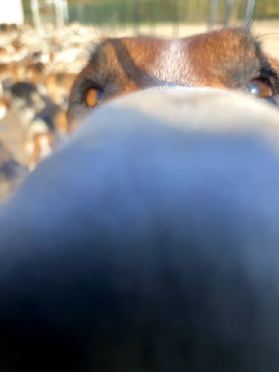 Un p’tit coucou à la meute - y a pas que Haribo dans la vie.
#JourneeMondialeDuChien 
#venerie
#VieDeChiensDeChasse 
#ChassePartage