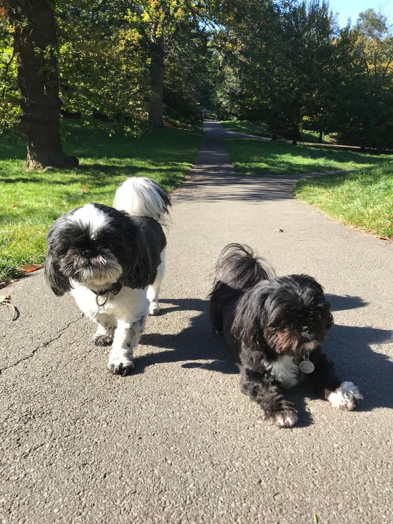 LouiseD_etcher's tweet photo. Happy #internationaldogday here are my two Shitzus, Tommy and Kiki. They often come out sketching with me. Where would I be without them! Dogs are everything! #artistdogs #studiodogs #dogsandart #sketching #dogwalks #shitzus https://t.co/OD23d3Tu4G