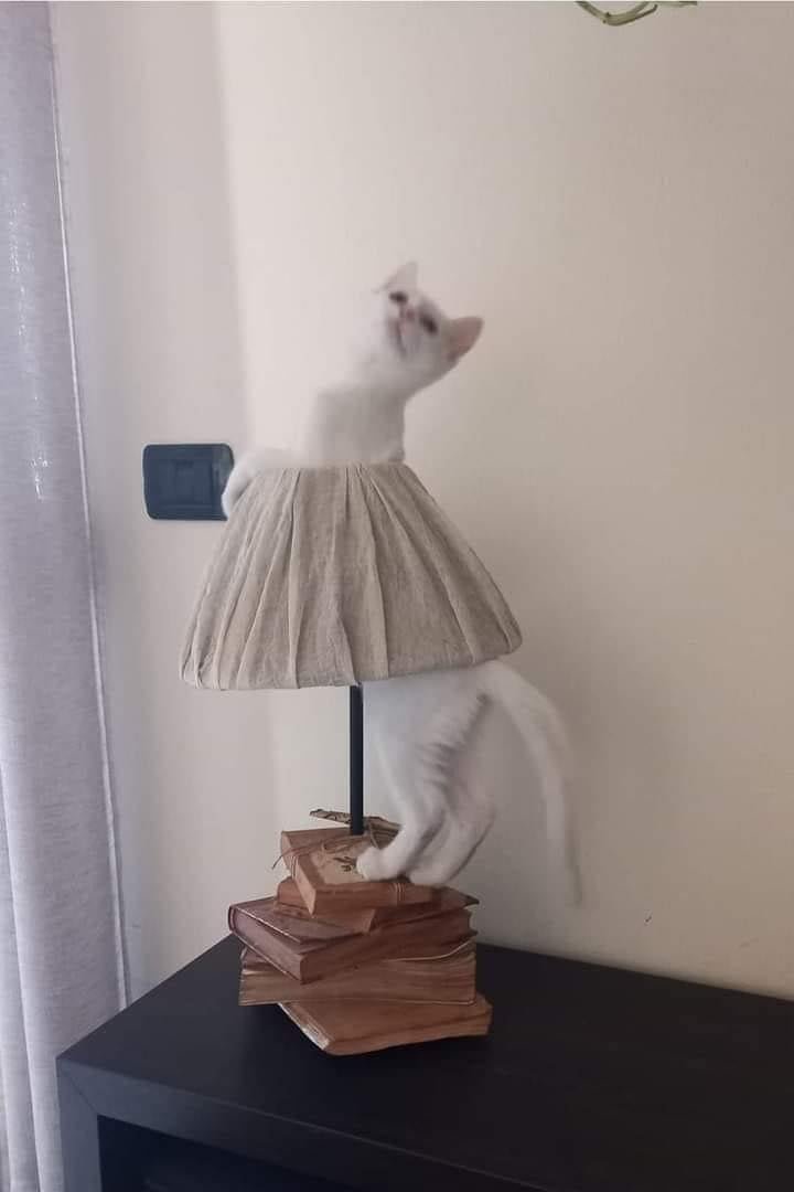 CatWorkers's tweet photo. Ballerina. 🩰 https://t.co/a2N40Wn71W