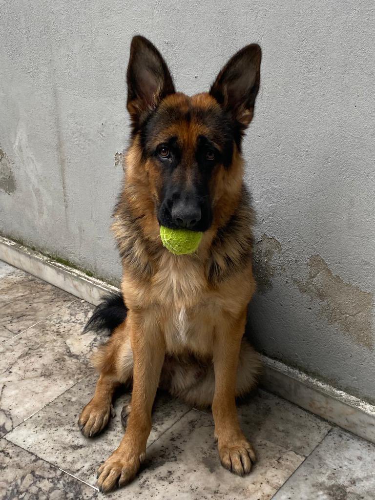 Chopper_thegsd's tweet photo. Bu güzel çocuk yuva arıyor. 2.5 yaşında,erkek, kısır değil. Bundan 2 sene önce sokakta çok zor durumdayken bulunmuş ancak sahibi koşullarının uygun olmaması nedeniyle sahiplendirmek istiyor. İlgilenenlerin mesaj atmasını bekliyoruz🥺🤍 konum:istanbul https://t.co/J5sIPHPOUJ