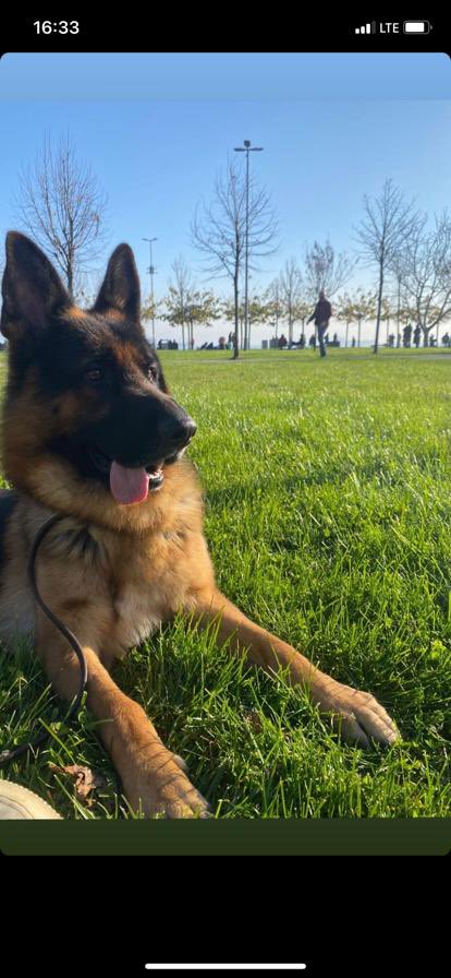 Chopper_thegsd's tweet photo. Bu güzel çocuk yuva arıyor. 2.5 yaşında,erkek, kısır değil. Bundan 2 sene önce sokakta çok zor durumdayken bulunmuş ancak sahibi koşullarının uygun olmaması nedeniyle sahiplendirmek istiyor. İlgilenenlerin mesaj atmasını bekliyoruz🥺🤍 konum:istanbul https://t.co/J5sIPHPOUJ