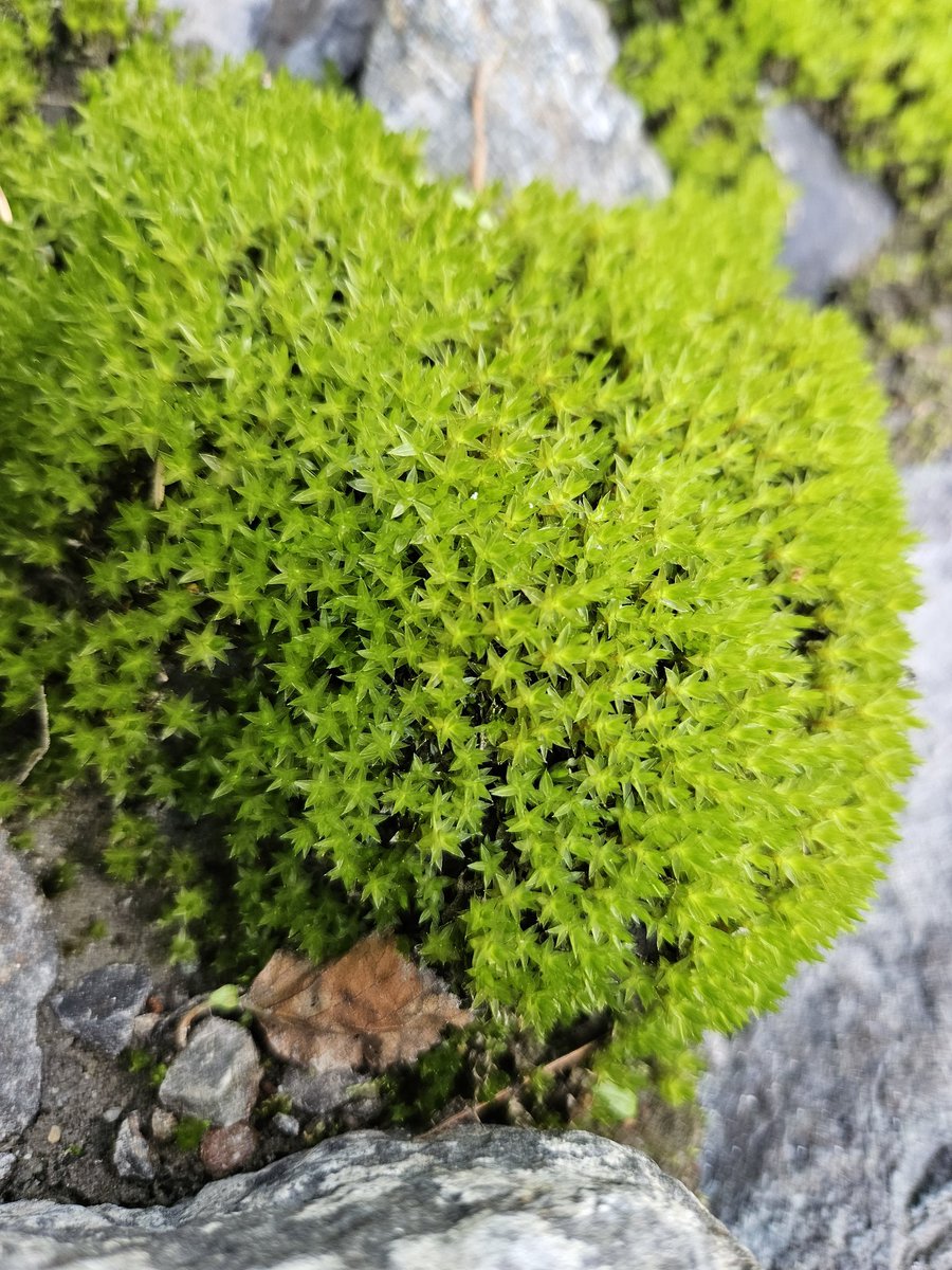 Green squishy.
.
#moss #green #closeup #macrophotography #forestfloor #stopandlookaround #flora #macro #macrosat #macrosaturday #greenstar #pnw #pnwphotography #pacificnorthwest #easternoregon #oregon