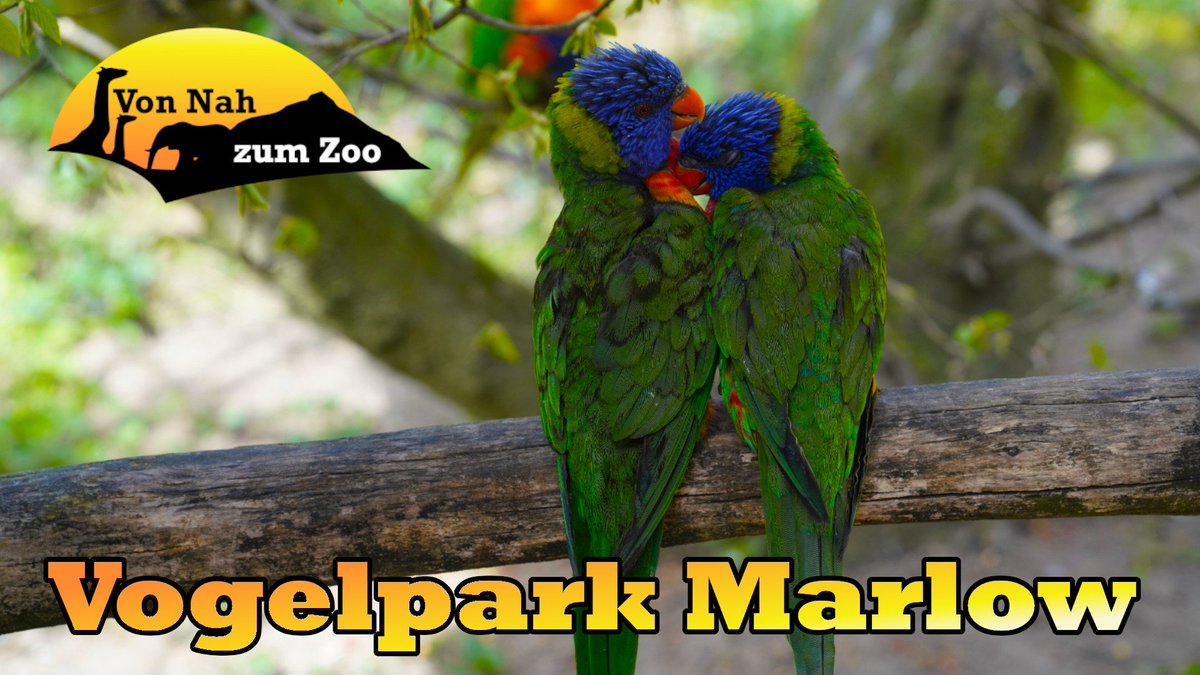 vonnahbisfern's tweet photo. Wir begrüßen euch zum 26. Teil unserer "Von Nah zum Zoo" Reihe, in der wir euch mit auf Rundgänge durch Zoos, Tierparks und Indoorzoos nehmen.😊

Den nächsten Stopp legen wir im #vogelparkmarlow ein. 😍🦜

https://t.co/YX3ORy8LSK

#marlow #vogelpark #lori #loris #YouTube #video https://t.co/lDJmChe5vV