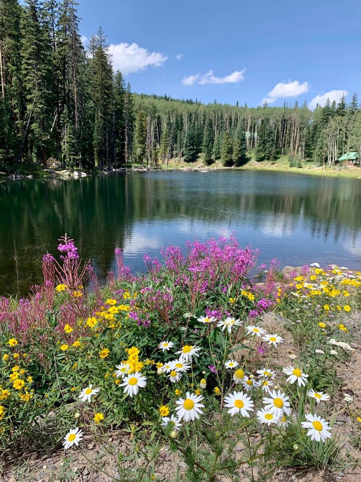 Последним ласковым теплом 
Пока что балует нас лето... 
Прозрачно небо, как стекло, 
Промытое дождём и ветром. 
Шеренги старых тополей 
В старинном парке отдыхают, 
И клумбы пышно вдоль аллей 
Вовсю цветут, благоухают...