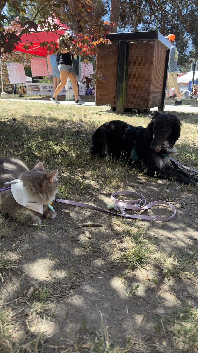 freyja_siberian's tweet image. Happy #internationaldogday 🐶 W/ my friend Newt! 犬の日‼️写真はお友達のシルケンハウンドのニュートとチルしてた時✨唯一シャーも言わない逆髪にならないワンコ🐶

#pooch #meow #catsanddogs #犬の日 #サイベリアン #サイベリアンフォレストキャット #猫好きさんと繋がりたい #シルケンハウンド