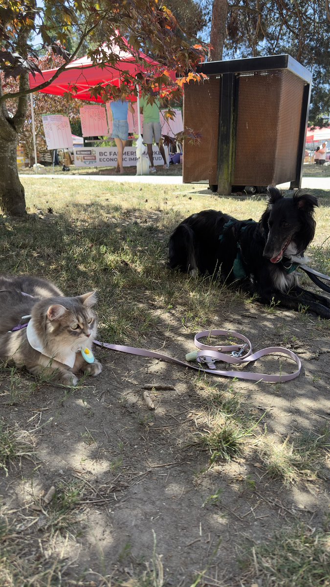 freyja_siberian's tweet image. Happy #internationaldogday 🐶 W/ my friend Newt! 犬の日‼️写真はお友達のシルケンハウンドのニュートとチルしてた時✨唯一シャーも言わない逆髪にならないワンコ🐶

#pooch #meow #catsanddogs #犬の日 #サイベリアン #サイベリアンフォレストキャット #猫好きさんと繋がりたい #シルケンハウンド