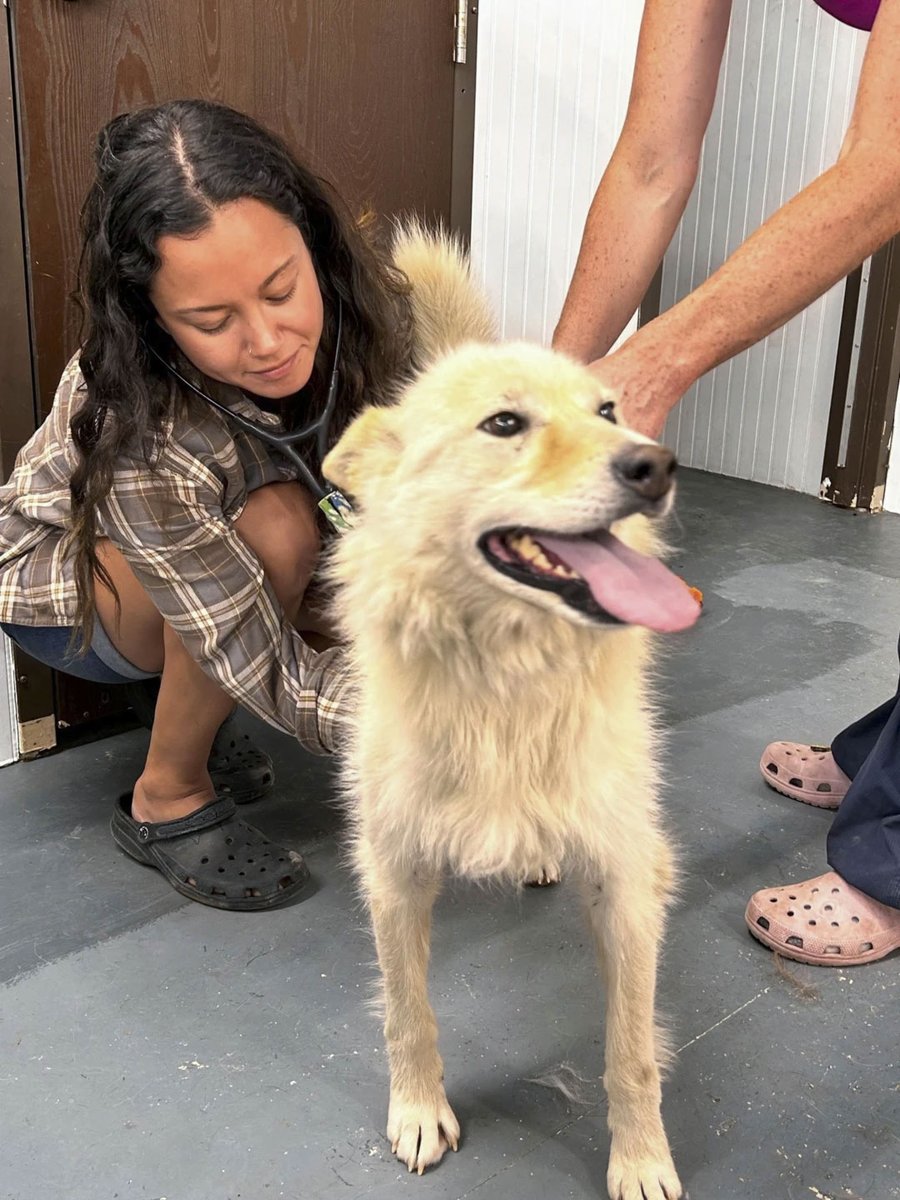 WeatherBug's tweet photo. ❤️HEARTWARMING❤️
Among the destruction caused by the Canadian #wilfires, a story of hope emerged as volunteers have helped rescue over 100 pets who had to be left behind. Full story: https://t.co/p8HCAnjSRC https://t.co/kqh9Nnh24m