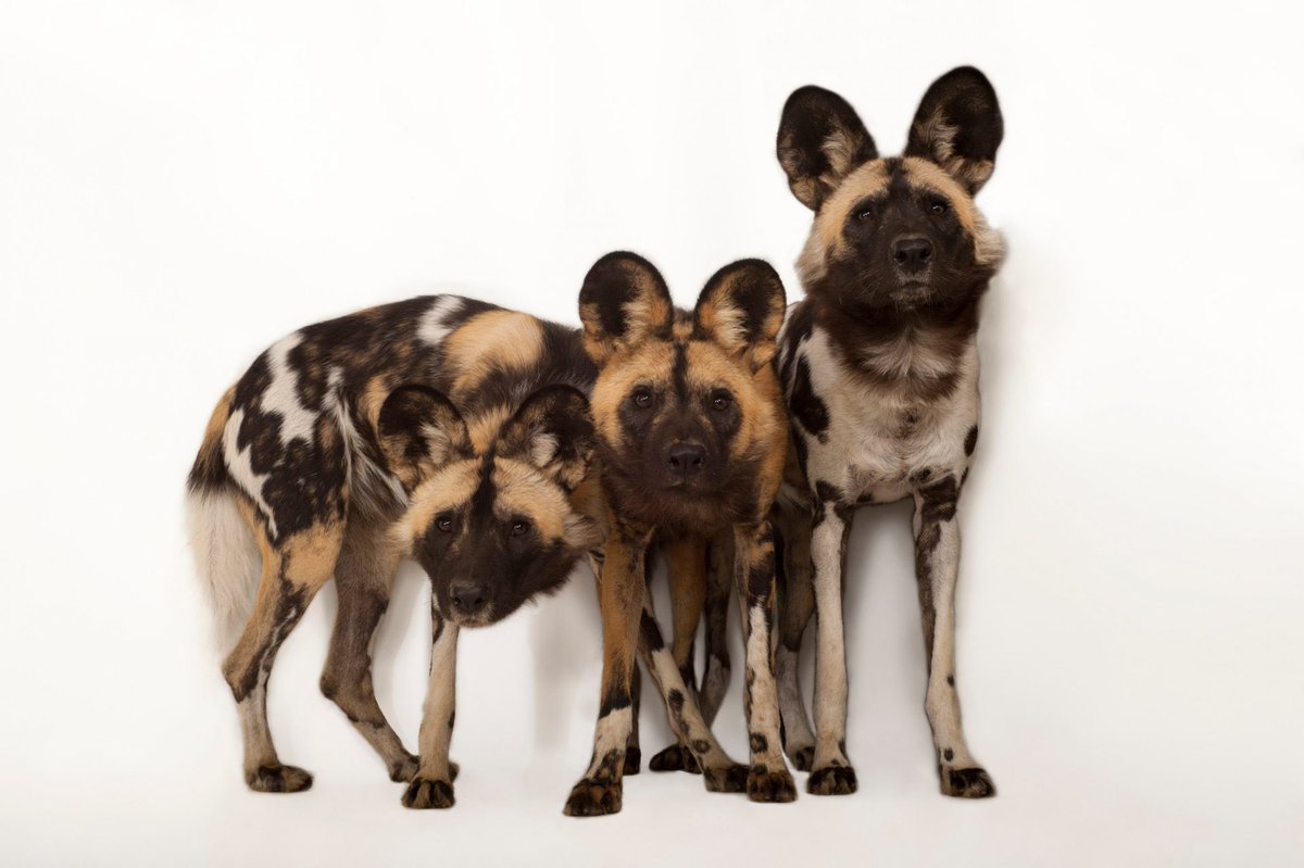 The social structure of African wild dog packs is truly fascinating. Dominated by a matriarch, only the alpha pair breeds. When pups are born, they take priority, even over the alphas, with every member of the pack taking a back seat to ensure that the pups are well cared for.