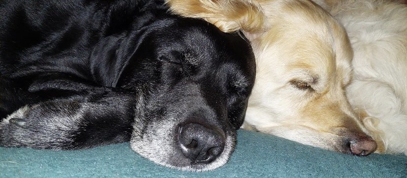 International Dog Day. Here are my old boy and bonkers boy.