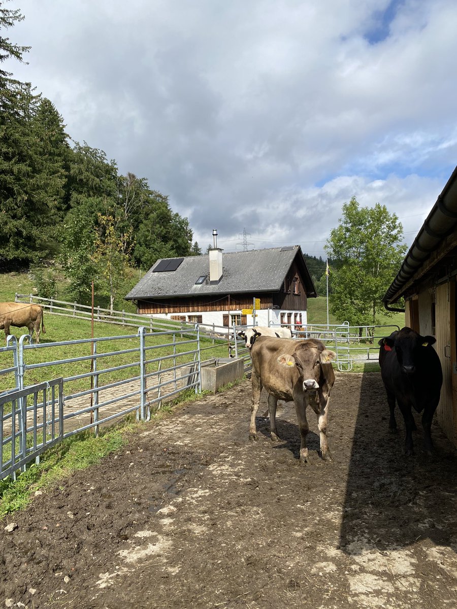 sandro_w_hess's tweet photo. Kurze Runde heute vor dem #Regen…👣☔️ #Strüssler #Freienbach #Rheintal https://t.co/1yqyaTMOQN