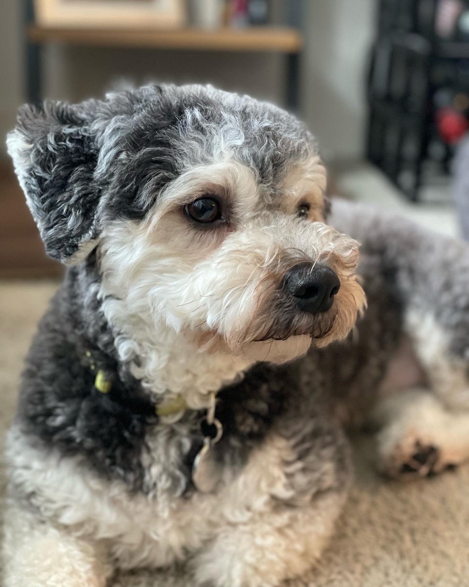 mneuman12's tweet photo. Poppy wants to wish a Happy National Dog Day to all our #PetsOfD34 and #PetsOfNSPRA friends! https://t.co/gMzFHeCePn