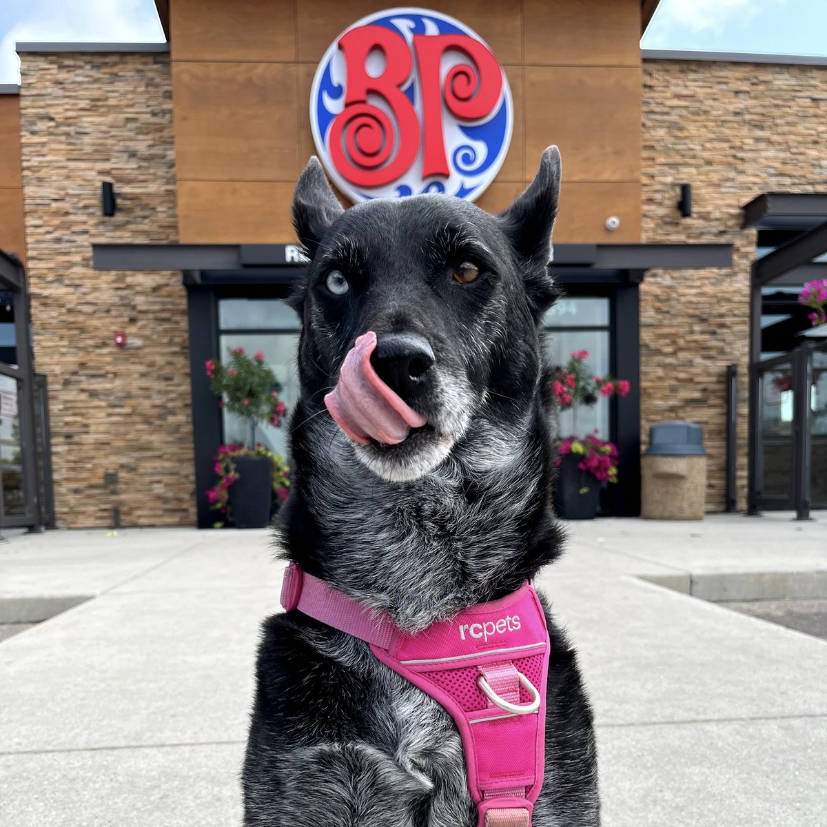BostonPizzaWPG's tweet photo. Happy #InternationalDogDay! 🐾🍕
📸 Model Credit: Koda
#bplocal #winnipeg #wpgeats #dogsofinstagram https://t.co/KVGt6zRnfc