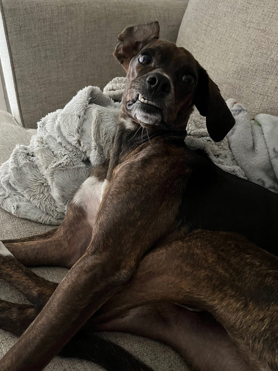 NeebsOfficial's tweet photo. It’s International Dog Day and we wanna see your ooza boozas! https://t.co/B7Cup4BxuG