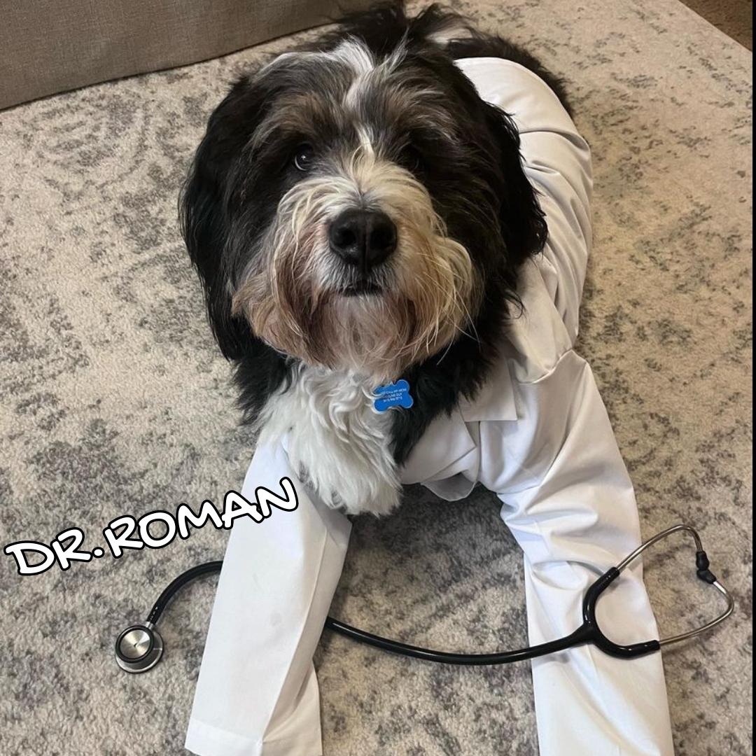 NEOMEDedu's tweet photo. Today is National Dog Day!
And we asked our NEOMED community to share pictures of their furry family to celebrate. Look at all these four-legged cuties! #nationaldogday #dogs #lovedogs #doglover https://t.co/3tQsgn1NqY