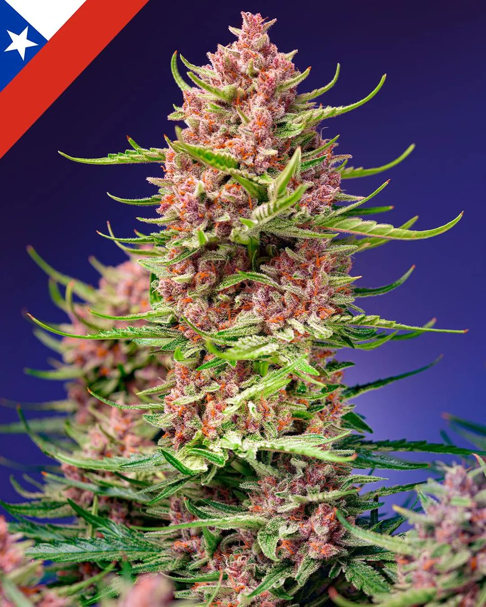 snoopdoggslungz's tweet photo. 📸 Strawberry Cola Sherbet F1
🌱 ig: sweetseedsbank
#weed https://t.co/jKbiiItcM2